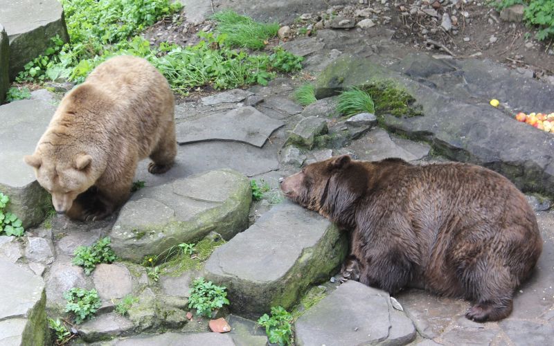 Bears in the moat guarding the castle

